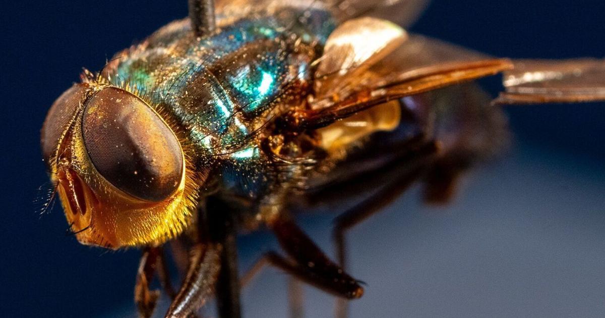 Here’s why the US plans to breed millions of flies and drop them from planes