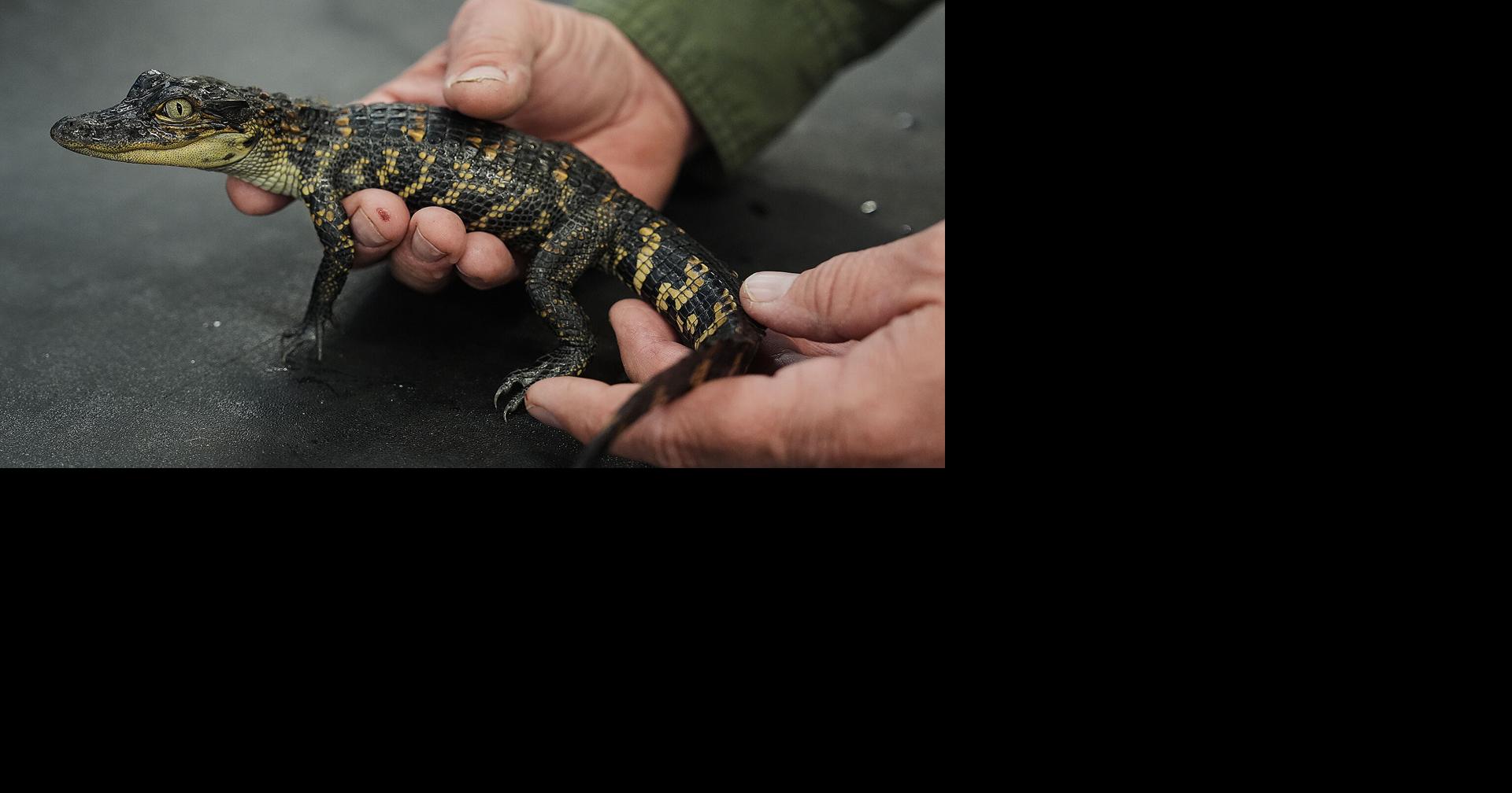 Louisiana's alligator farms raise reptiles for meat, skins — and conservation