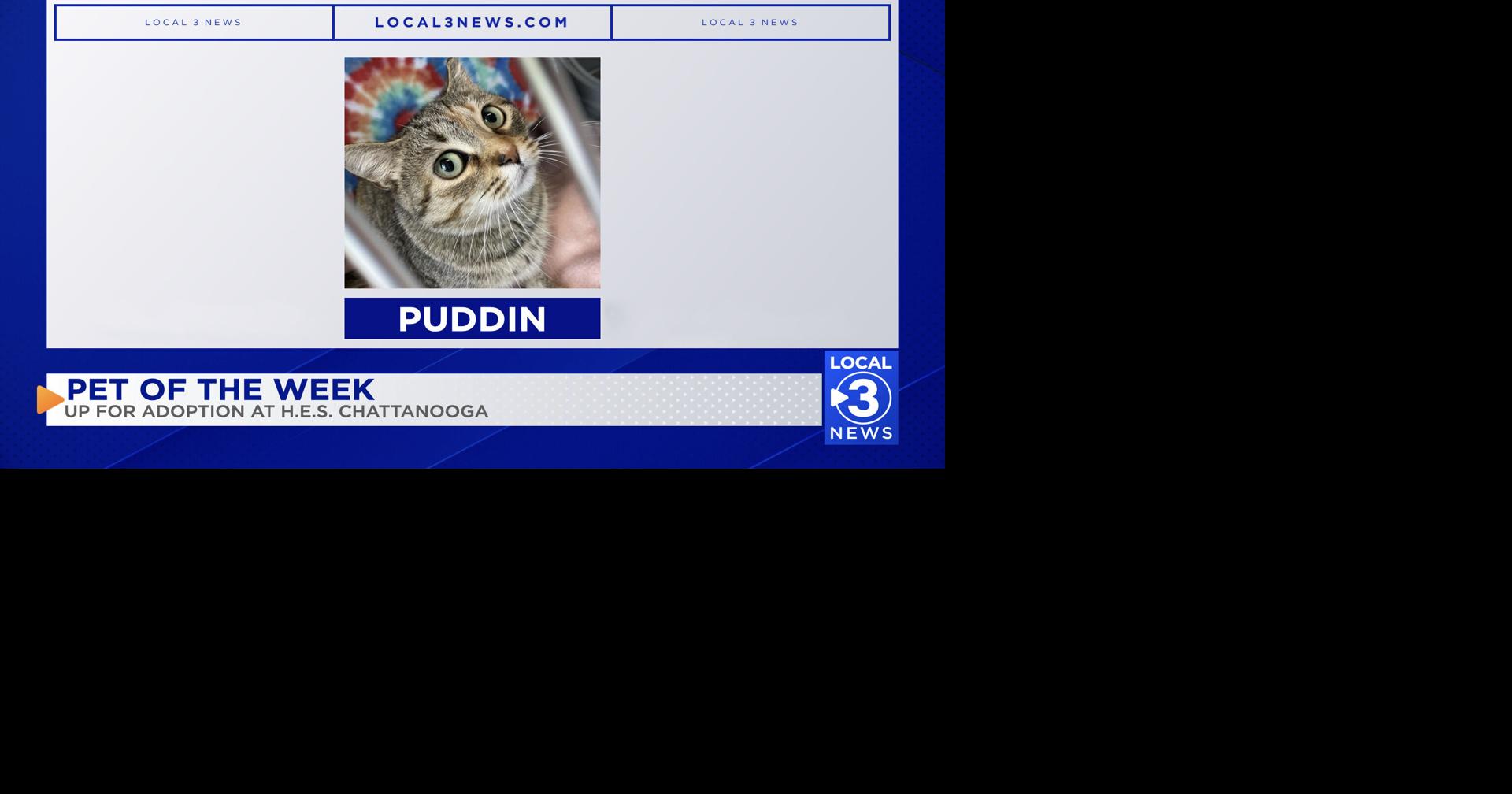 PET OF THE WEEK: Puddin the cat up for adoption at the Humane Educational Society | Pet of the Week