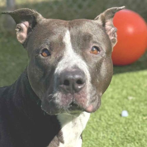 Meet Kafreena: Adorable Pit Bull Mix Up for Adoption | Pet of the Week ...