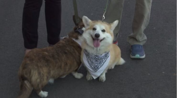 Cordell shops corgis