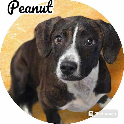 Peanut