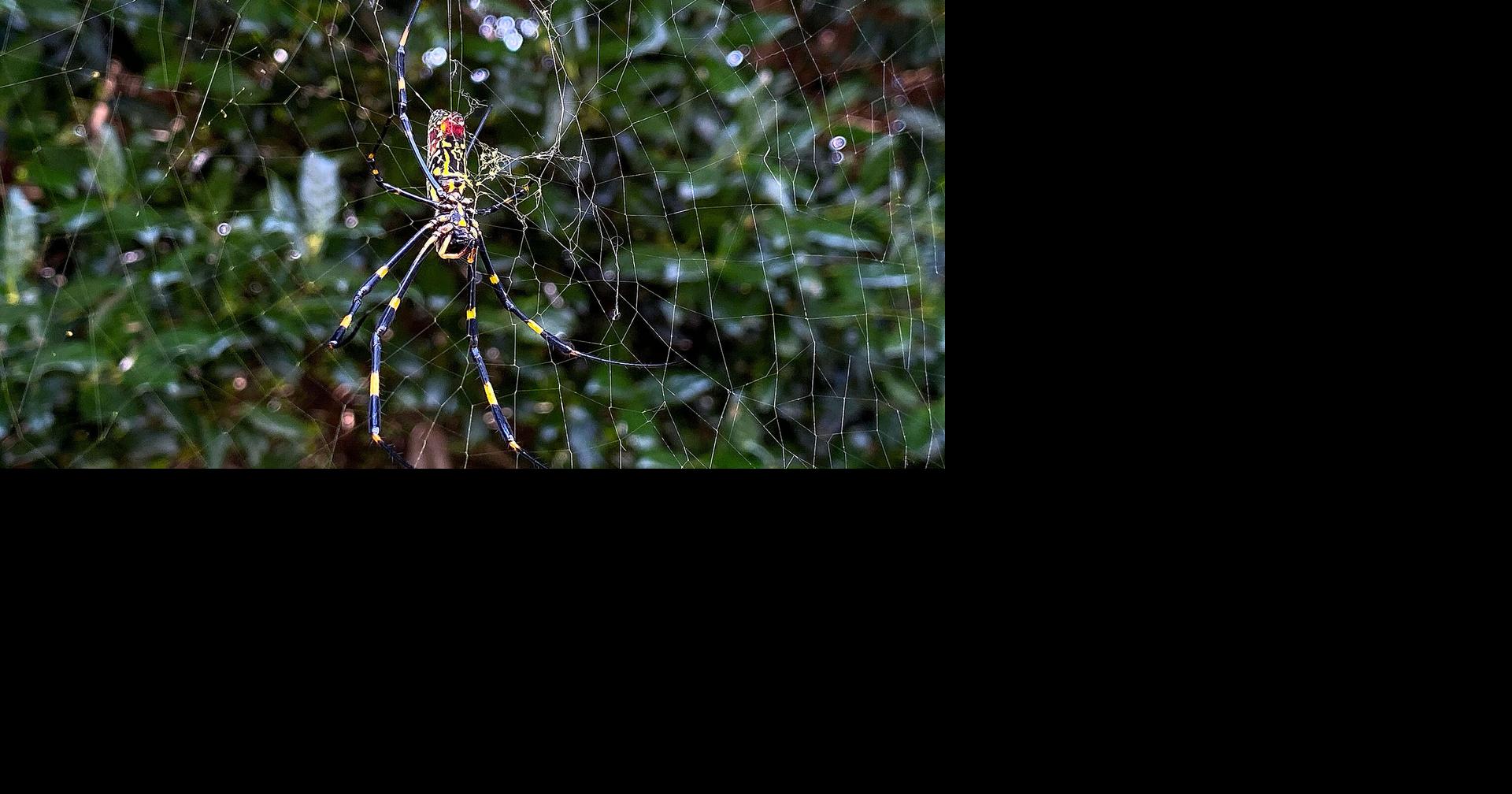 Joro Spider's Rapid Spread Sparks Ecosystem Debate