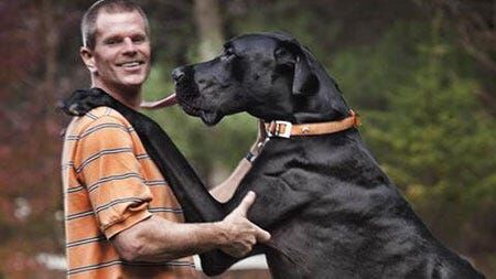 Zeus, The World's Tallest Dog Ever, Dies at Age Five | | local3news.com