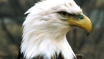 Agency: Bald eagle caused Alaska plane crash that killed 4