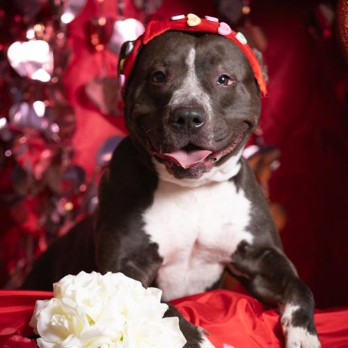 Meet Kafreena: Adorable Pit Bull Mix Up for Adoption | Pet of the Week ...