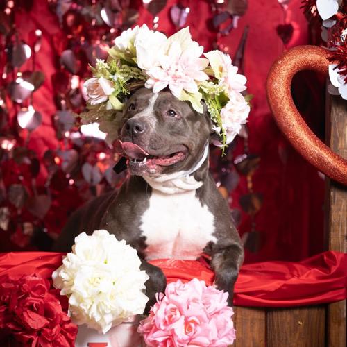Meet Kafreena: Adorable Pit Bull Mix Up for Adoption | Pet of the Week ...