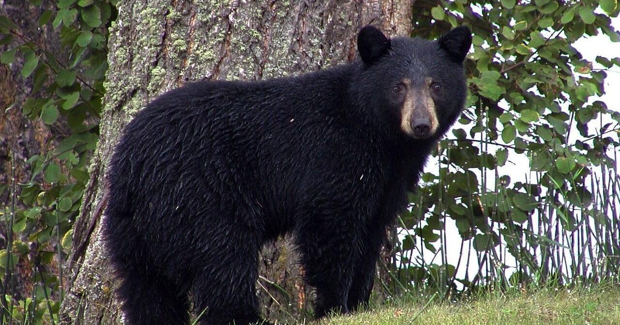 Stay Alert for Black Bears on Tennessee's Rural Roads | Local News - Vimarsana News