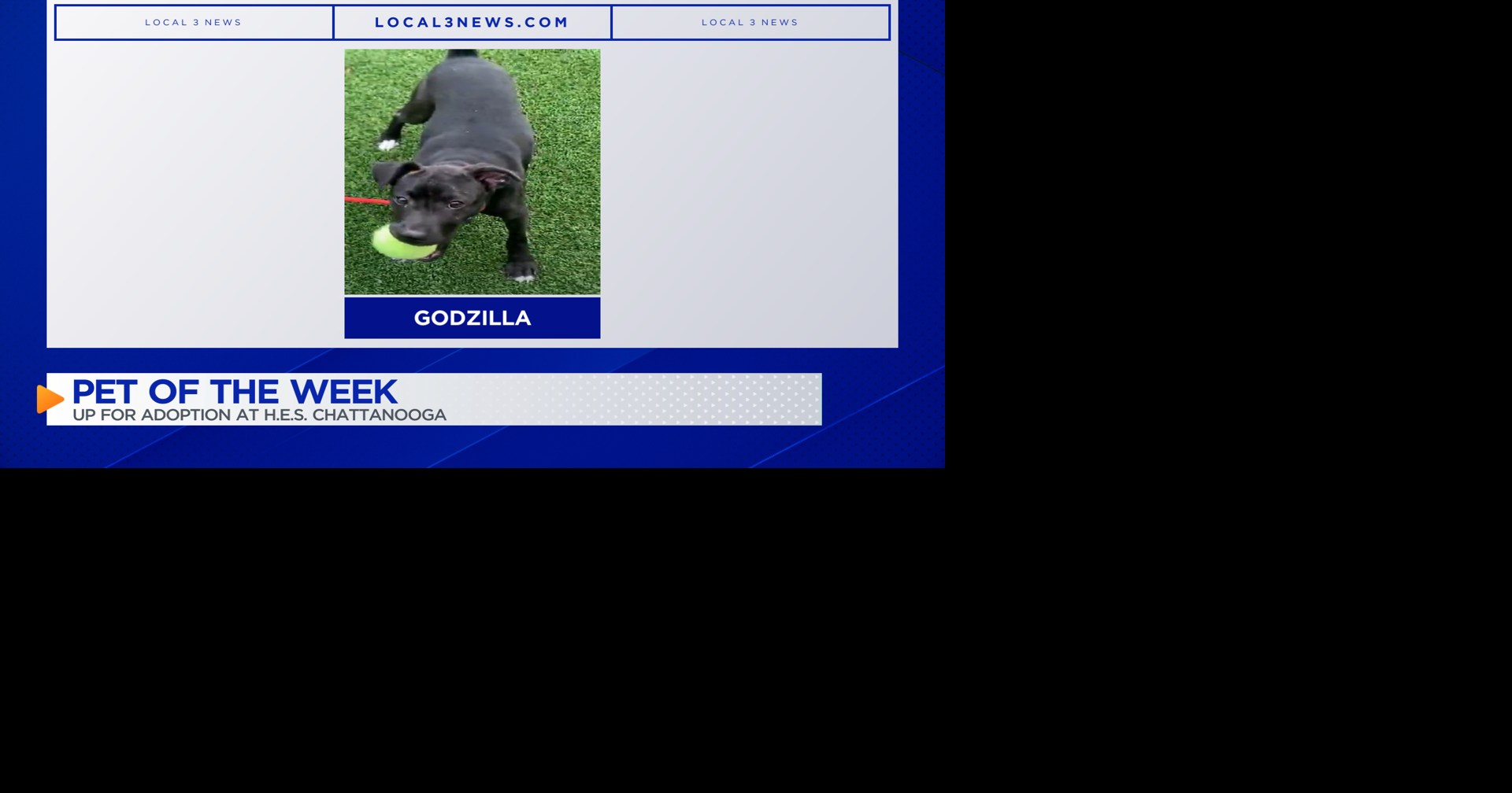 Adopt Godzilla, the Energetic Puppy | Pet of the Week
