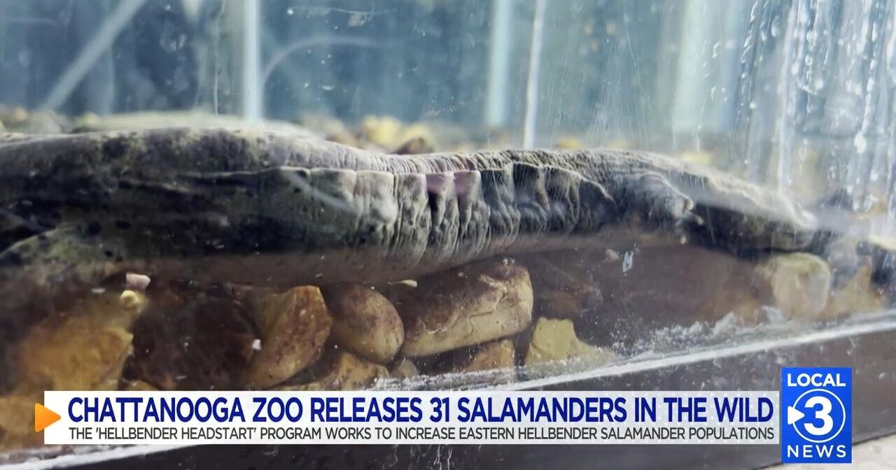 Chattanooga Zoo releases dozens of salamanders to the wild - Vimarsana News