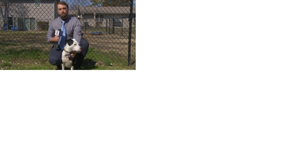 Pet owners encouraged to get furry friends fixed ahead of World Spay Day - Vimarsana News
