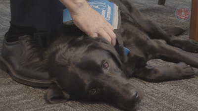 Tennessee Law Allows Facility Dogs in Courtrooms | Local News ...