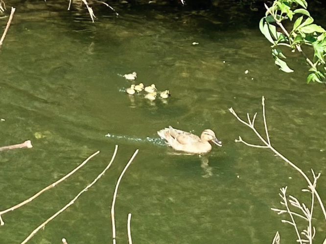 How Do Ducks Survive in a Hurricane: Incredible Survival Tactics Revealed