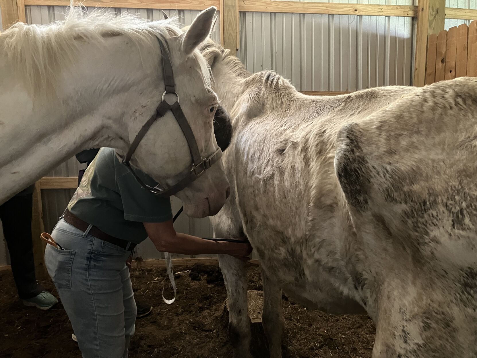 Neglected horses, donkey begin recovery at special animal sanctuary in ...