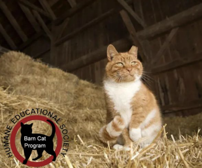 HES announces 'Barn Cat' program | Local News | local3news.com