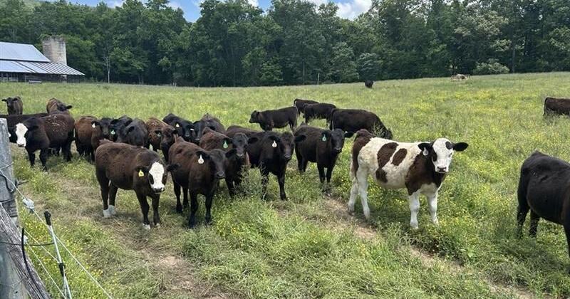 Spring drought puts pressure on Tennessee Valley farmers