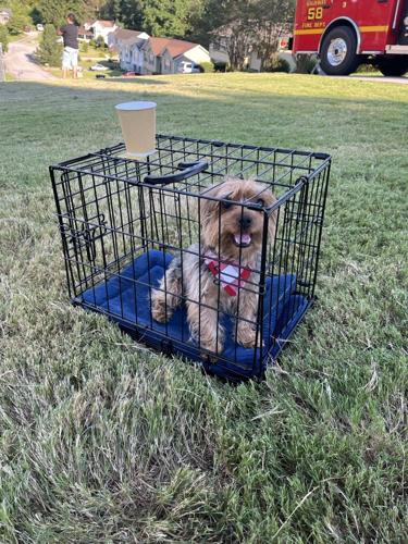 Firefighters rescue dog from Harrison house fire | Local News ...