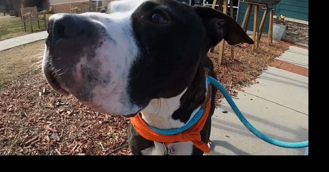 McKamey Animal Center introduces Slumber Paw-ty foster program | Local ...