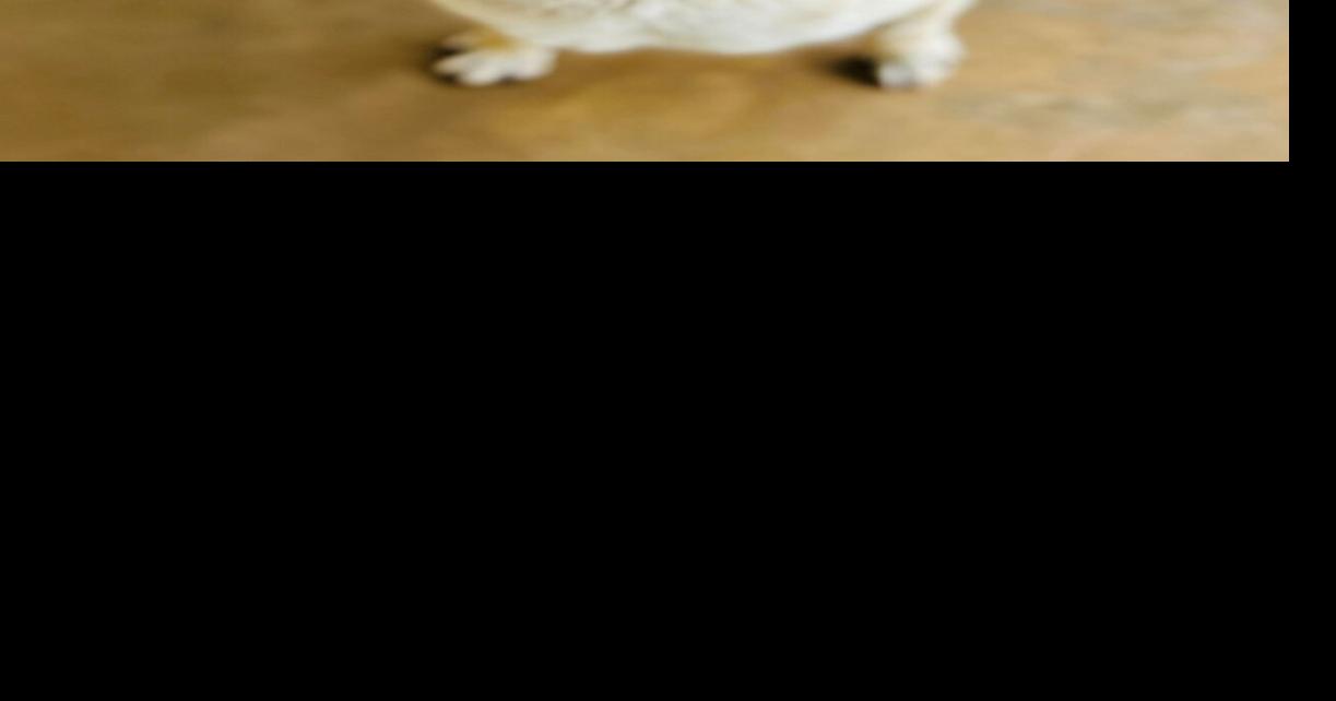 Several dogs facing euthanization if not adopted today | Local News