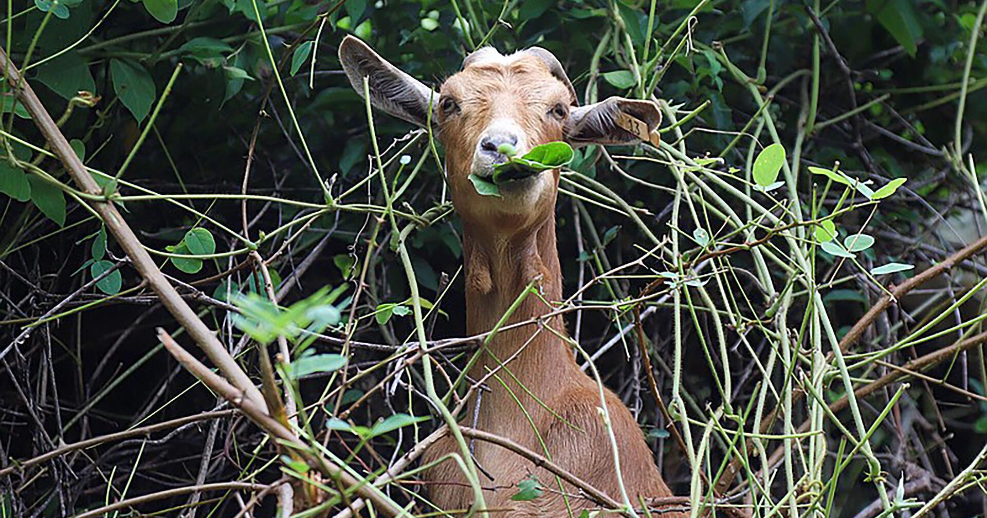 Why grazing goats are clearing Chattanooga trails - Vimarsana News