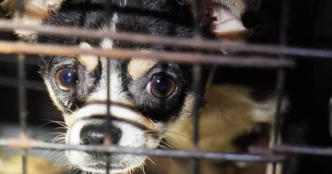 UPDATE: Pikeville woman connected to animal hoarding case charged with abusing vulnerable adult