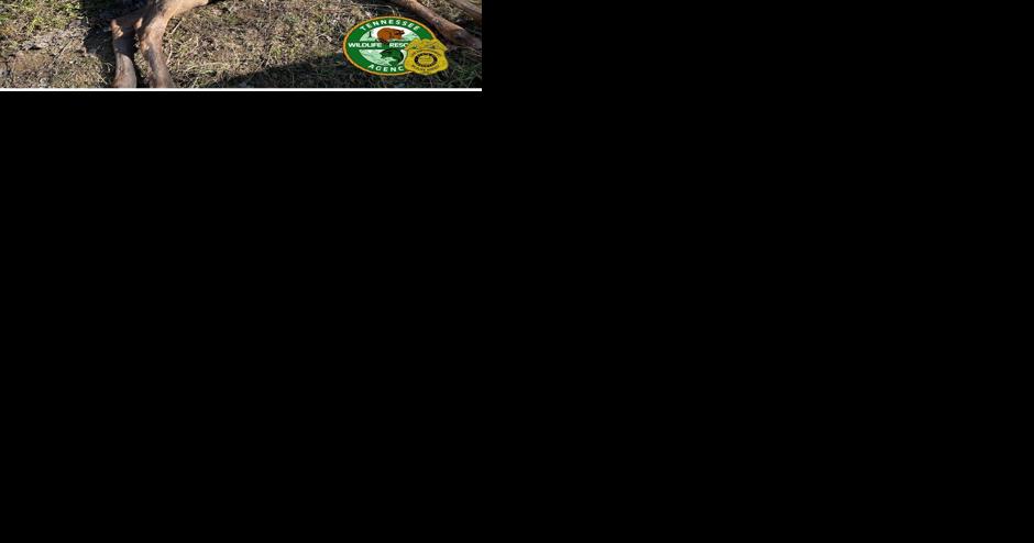 $3000 reward for poached elk calf found in Claiborne County, TN - Vimarsana News