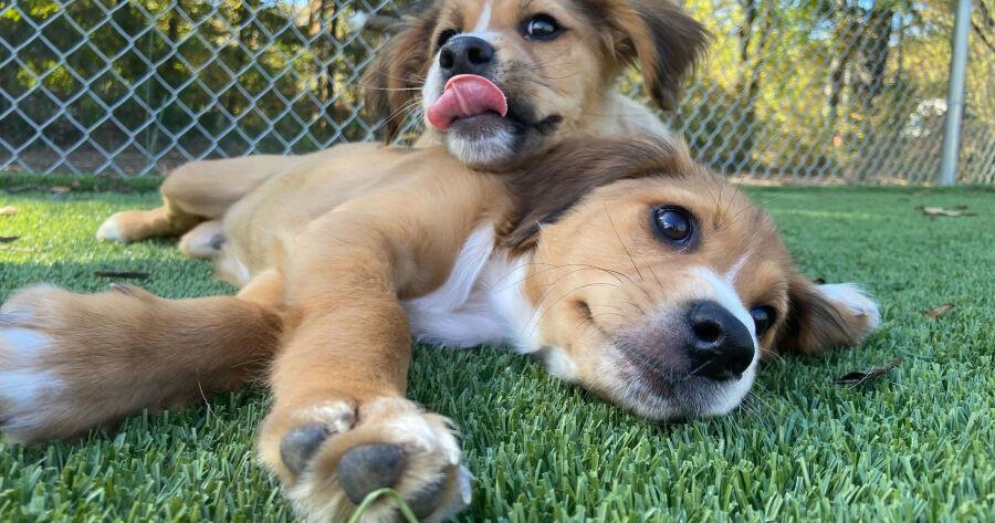 HES to host Pets on the Patio adoption event