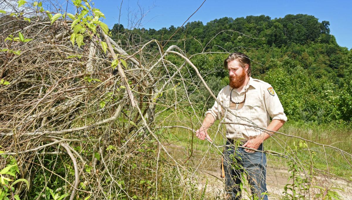 Wvdnr Prepares Tomblin Wma For Future Quail Stockings Features Entertainment Loganbanner Com