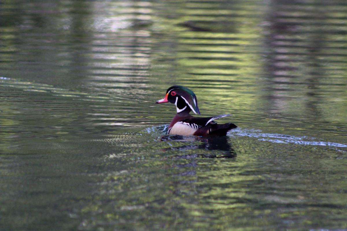 DNR announces lower bag limit for mallard ducks Features