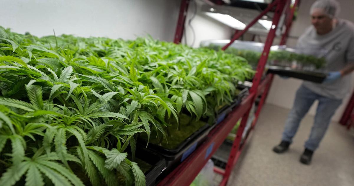 Medical cannabis is legal in WV: Here’s what patients can and can’t do with it