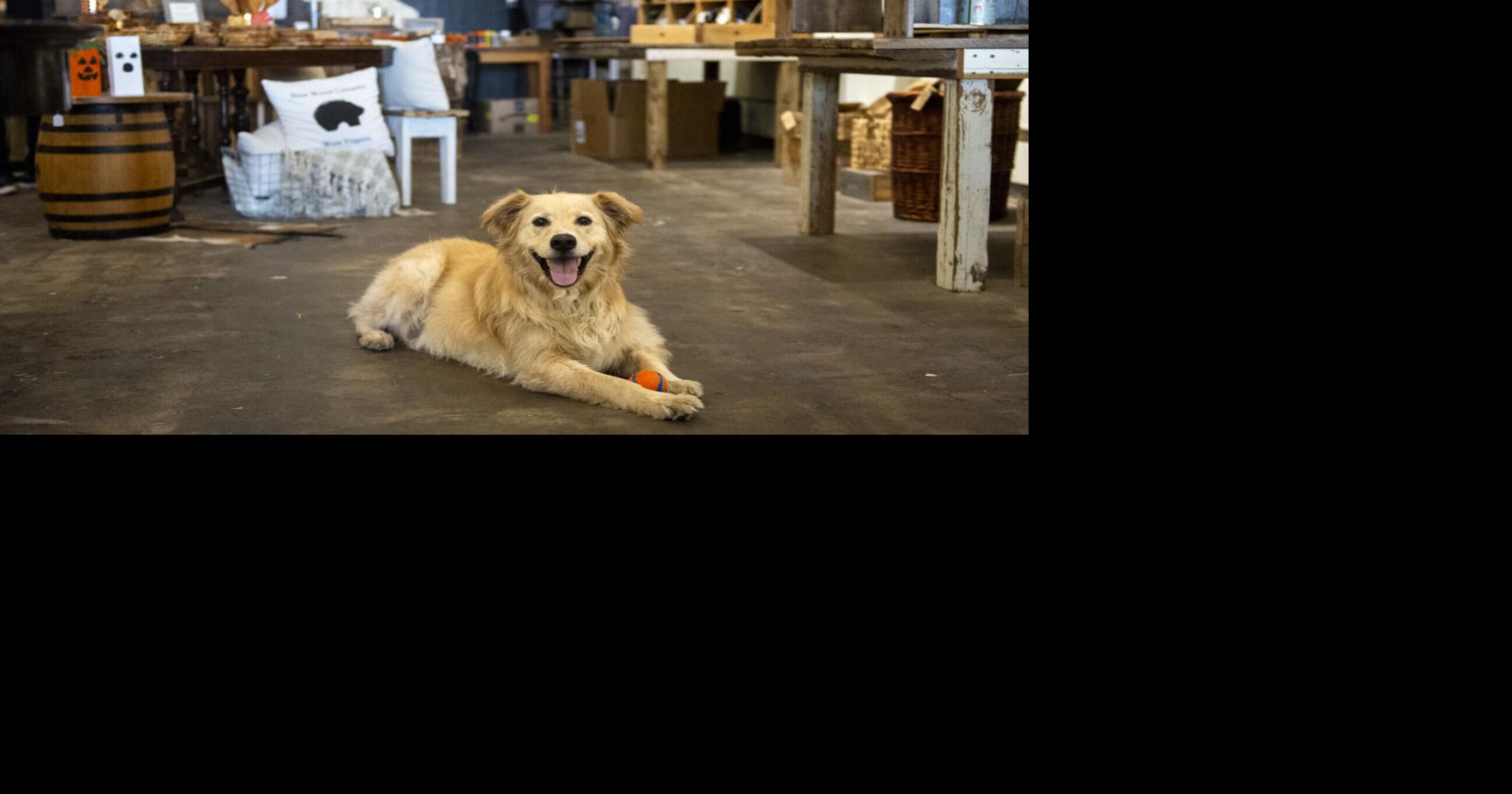 A treat to greet: Charleston's shop dogs give customers paws at local businesses