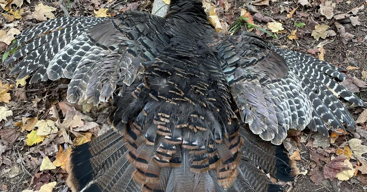 Chris Ellis: The Enchantment of Autumn Turkey Hunting Chris Ellis: The Enchantment of Autumn Turkey Hunting