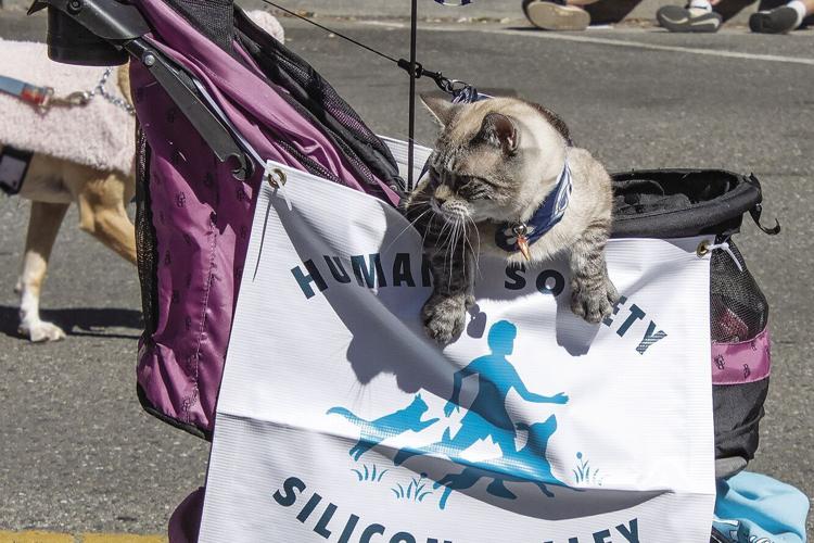 Pet Parade returns live for 75th anniversary event News