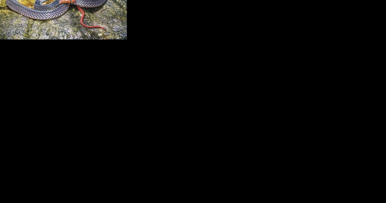 Venomous snake allegedly seen in Los Altos yard - Vimarsana News