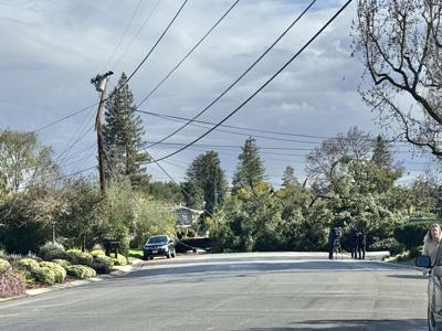 Large fallen tree knocks out power lines | News | losaltosonline.com