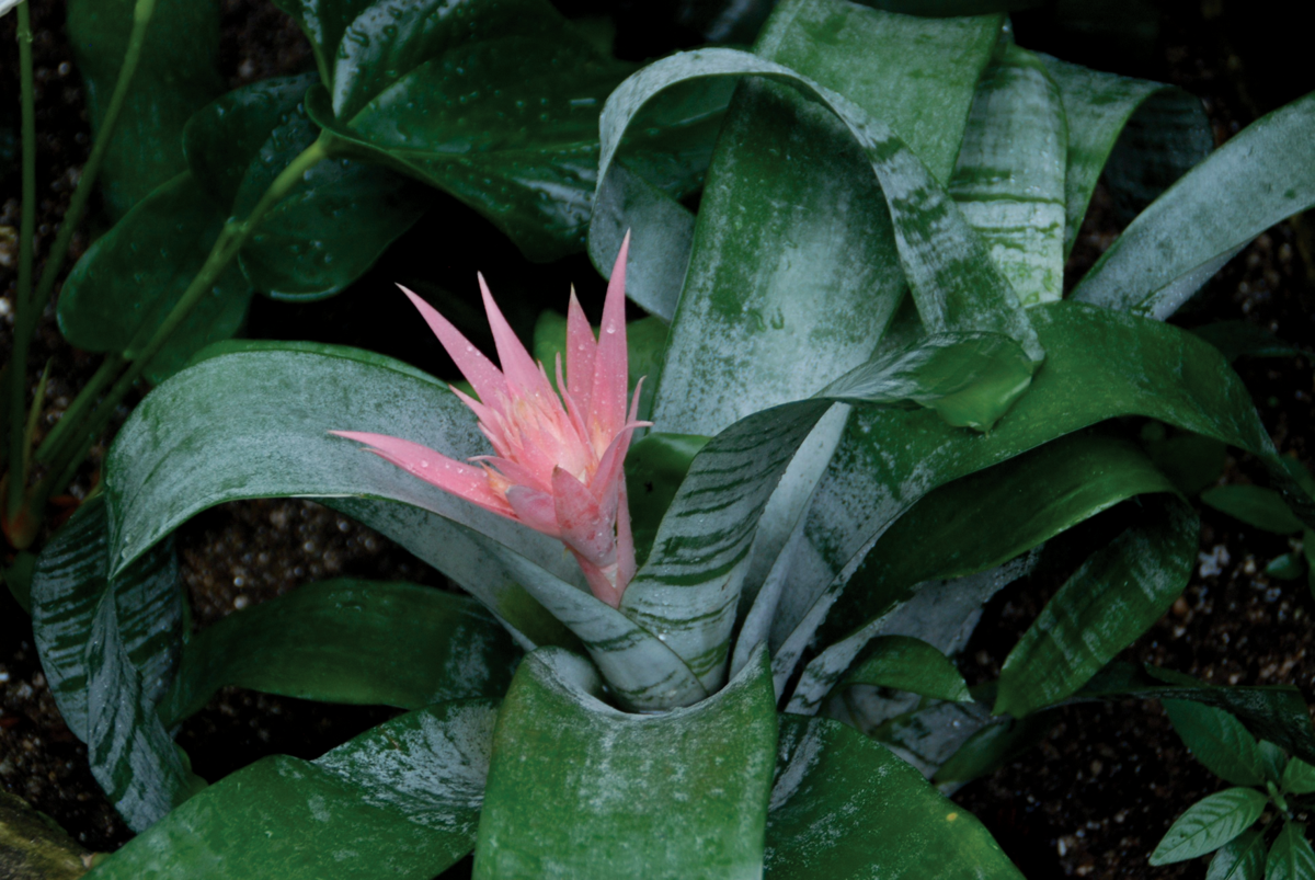 indoor plants live ZZ Plant Black Raven, Live Indoor Plant