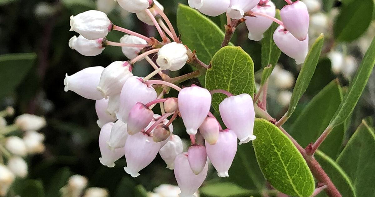 Plant natives for fire-safe landscapes | Your Home Plant natives for fire-safe landscapes | Your Home