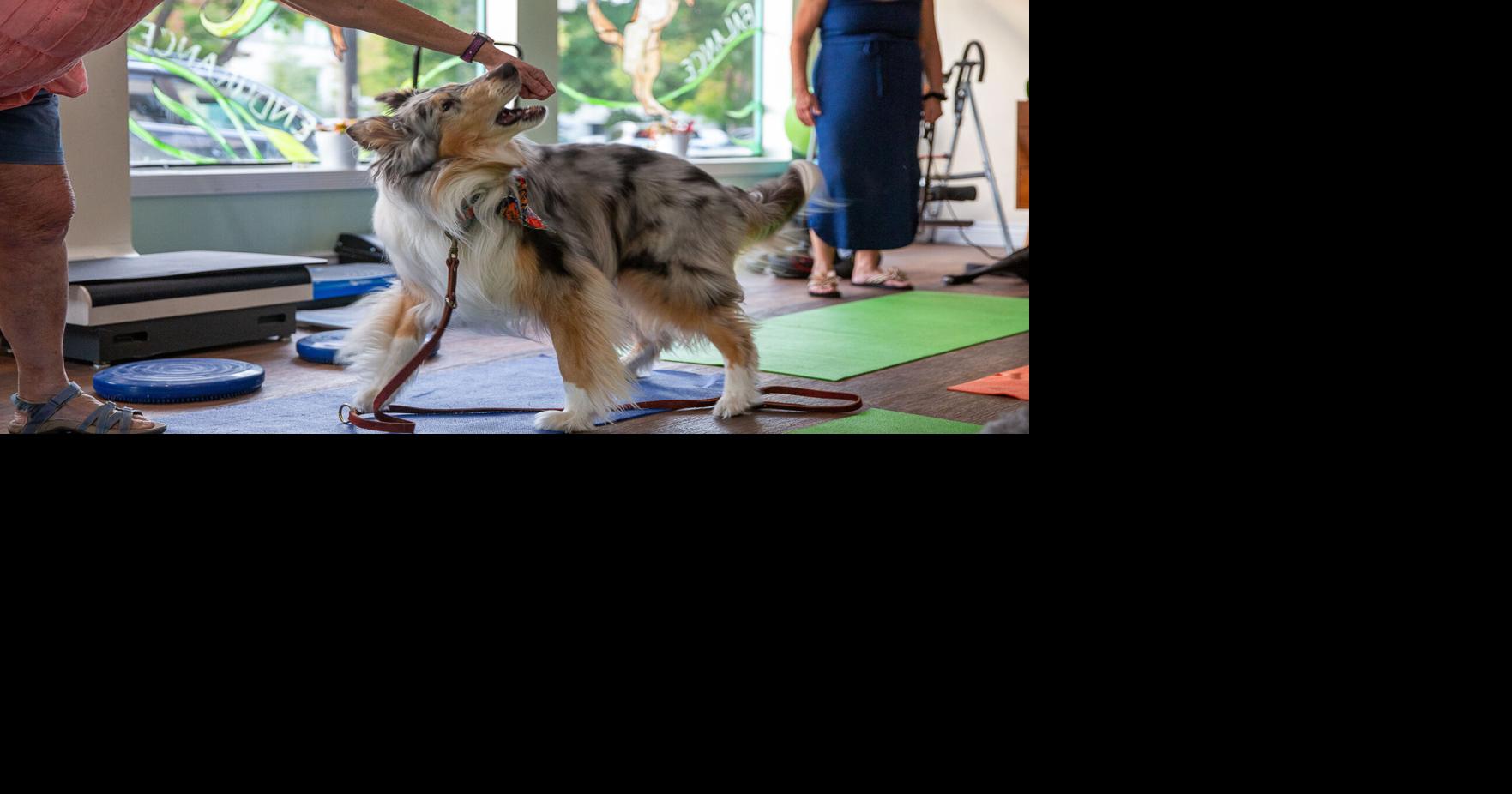 Pup Pilates brings health and community to dogs and owners
