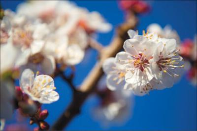 02_28_18_HOME_ApricotBlossoms-8001_fmt.jpg