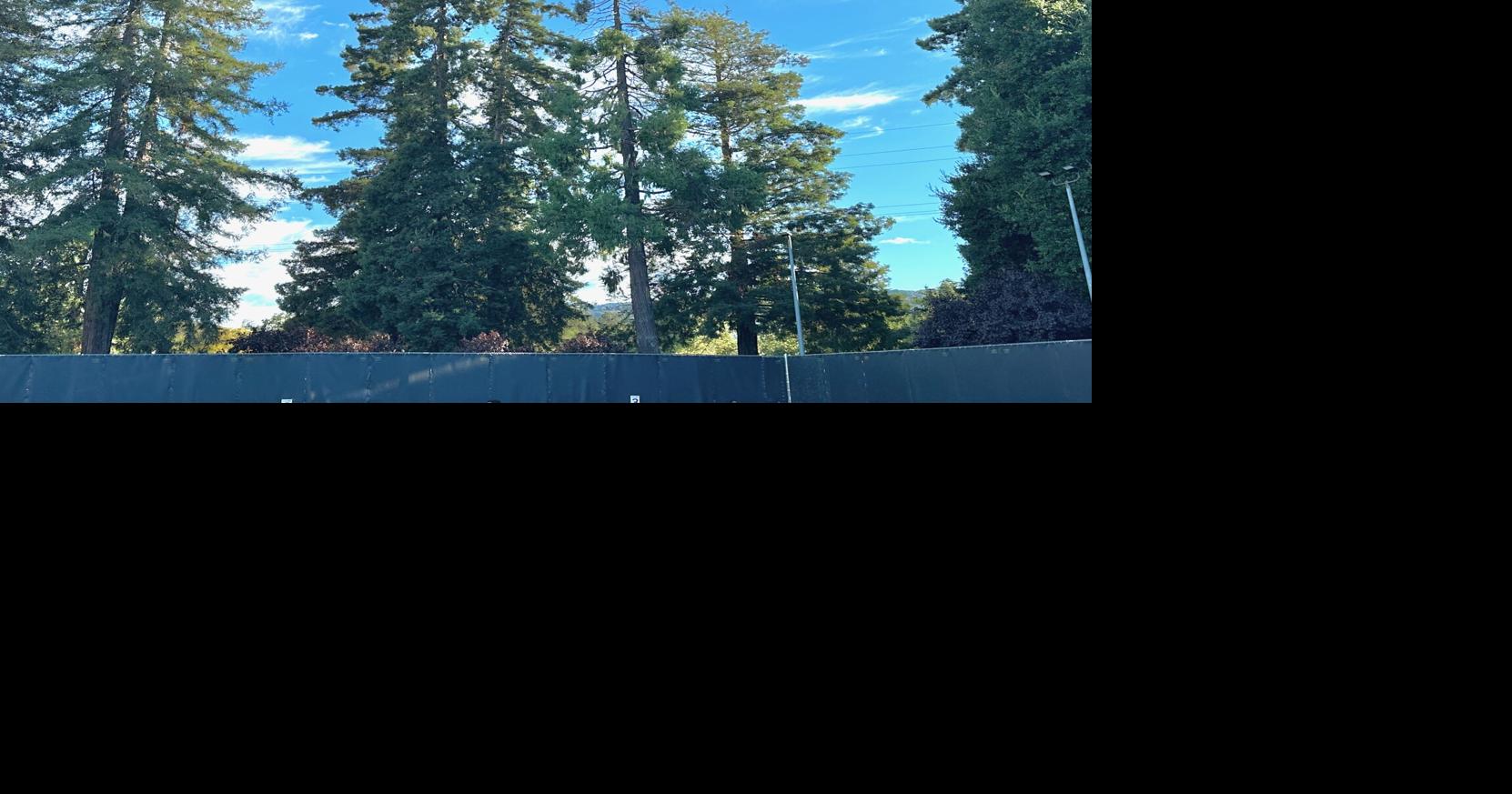 Redwood blues: Trees suffer brunt of climate change, drought | News ...