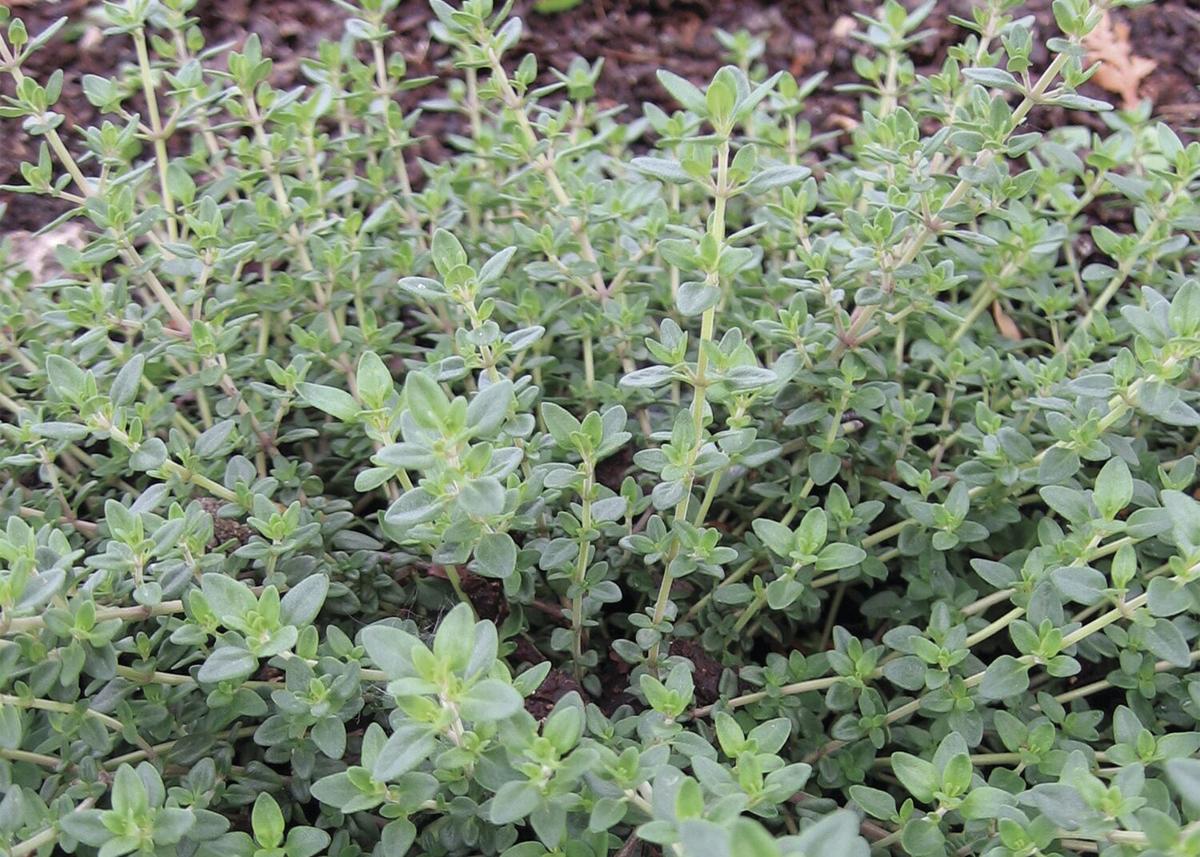 English Thyme (Thymus vulgaris) Plant