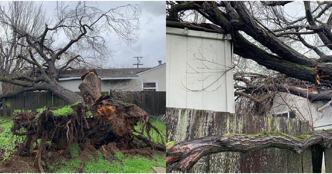 Tree falls into neighboring home – no one hurt | News | losaltosonline.com