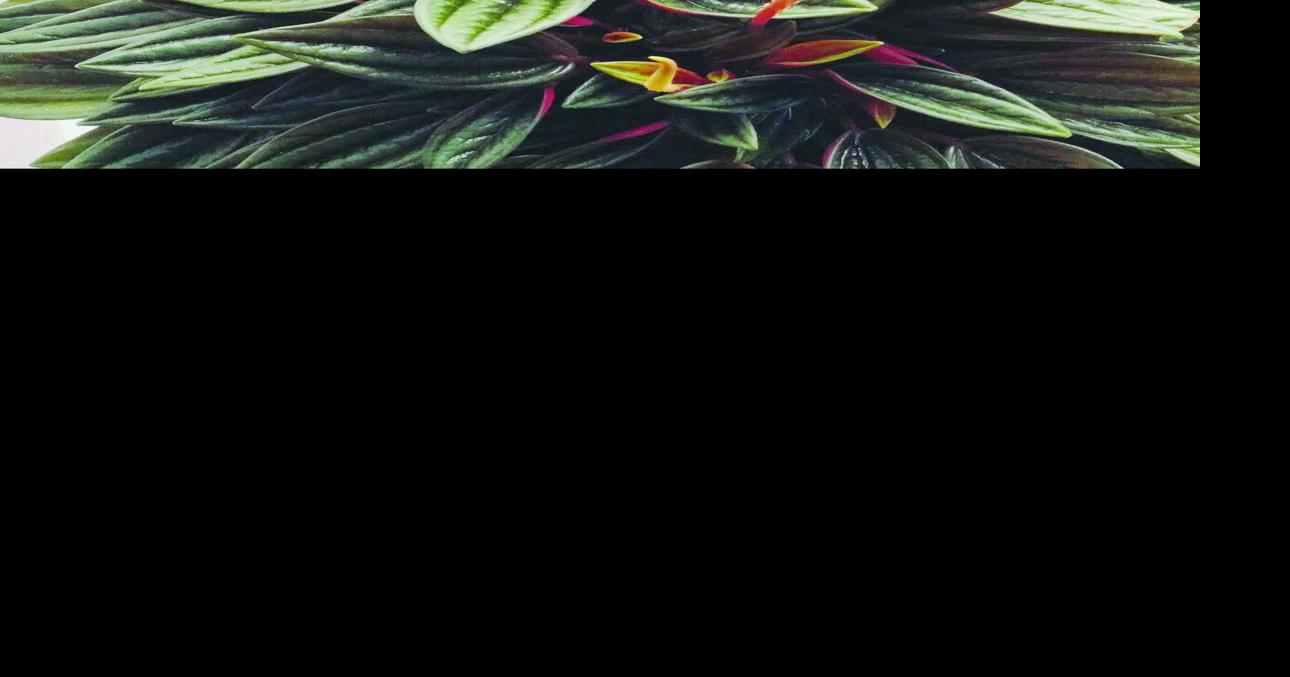 black emerald philodendron Philodendron Black Cardinal for Sale