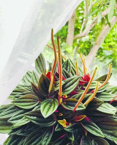 money tree leaves yellow Pachira Glabra (Money Tree) aurea variegated *Grower's Choice* – Rare Plant  Fairy main image 1