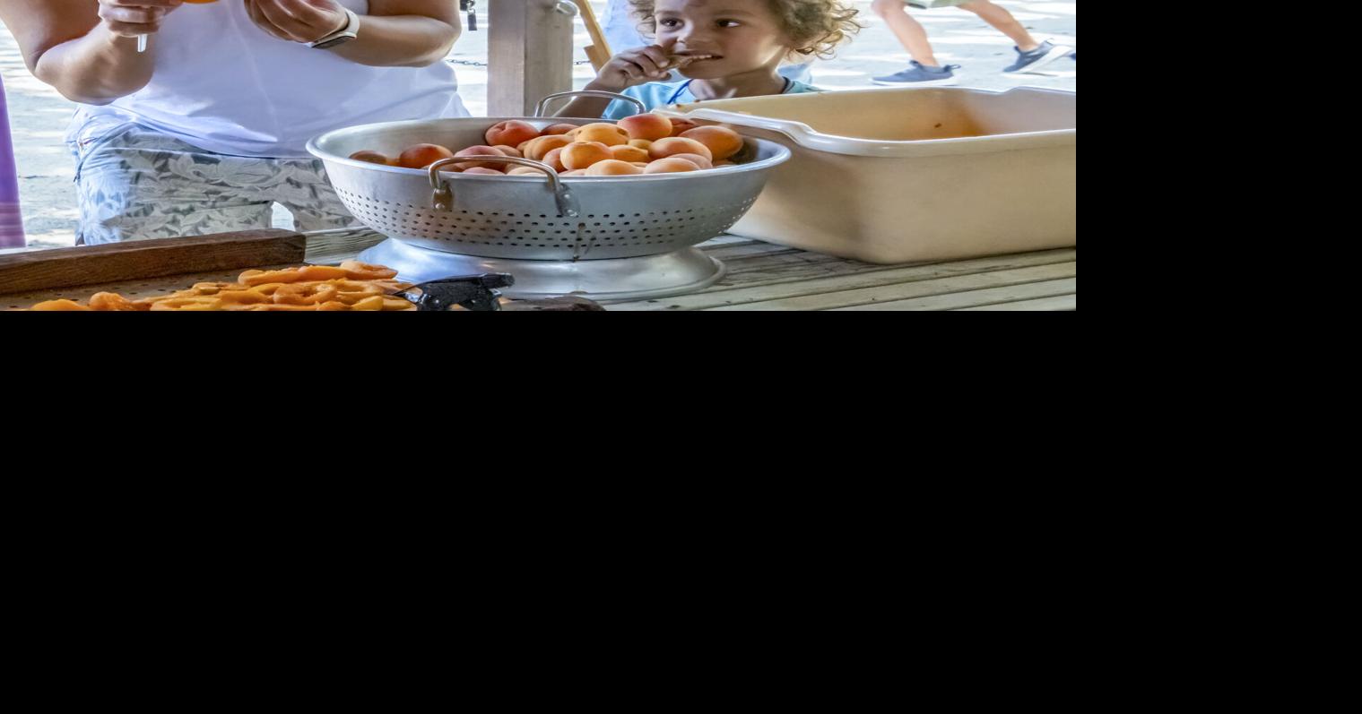 Los Altos History Museum picks June 29 for Apricot STEM Fair ...