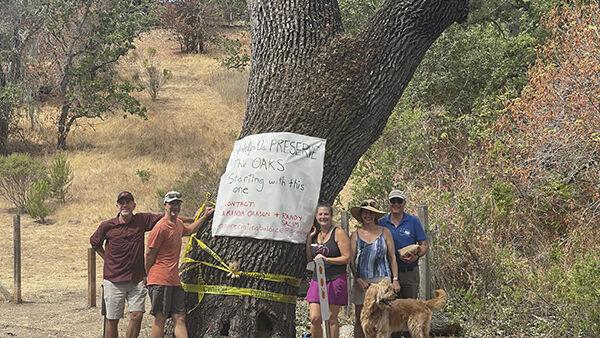 Impassioned pleas save Hills oak from the ax - Vimarsana News