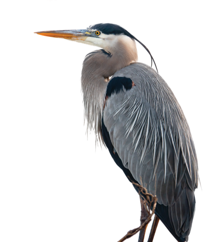 Big birds, small park: Colony of great blue herons nests in Los Altos ...