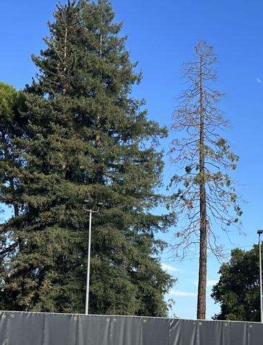 Redwood blues: Trees suffer brunt of climate change, drought | News ...
