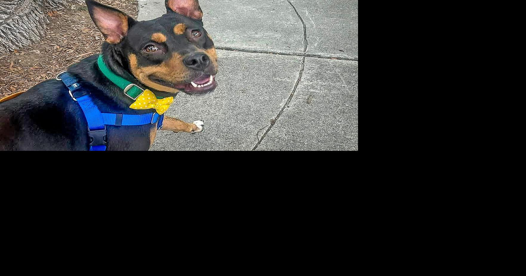 Pet of the week: Vanna