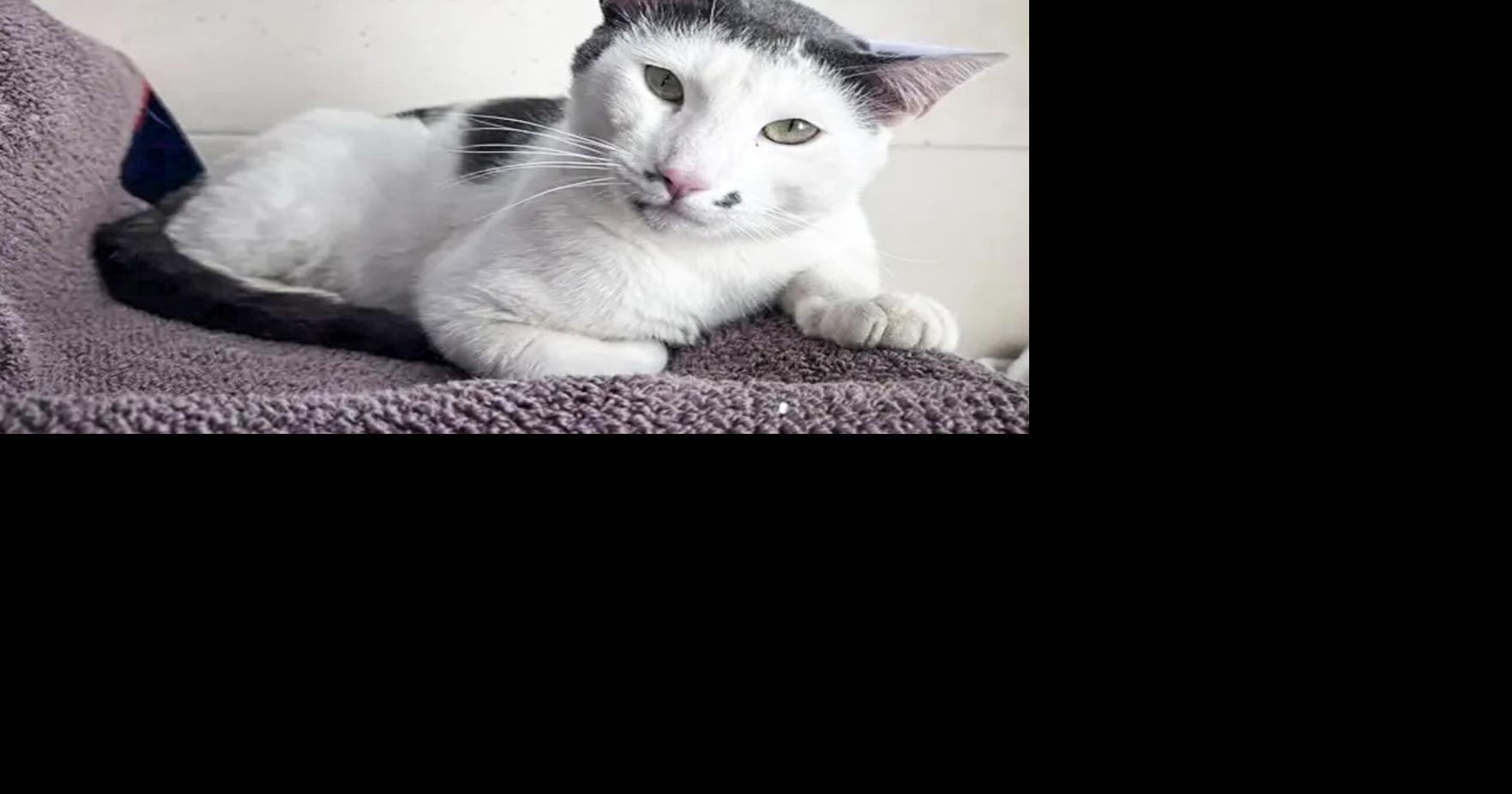 Pet of the Week: Mr. Freckles